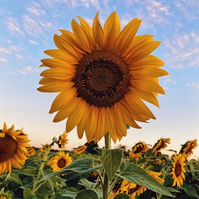 Girasol