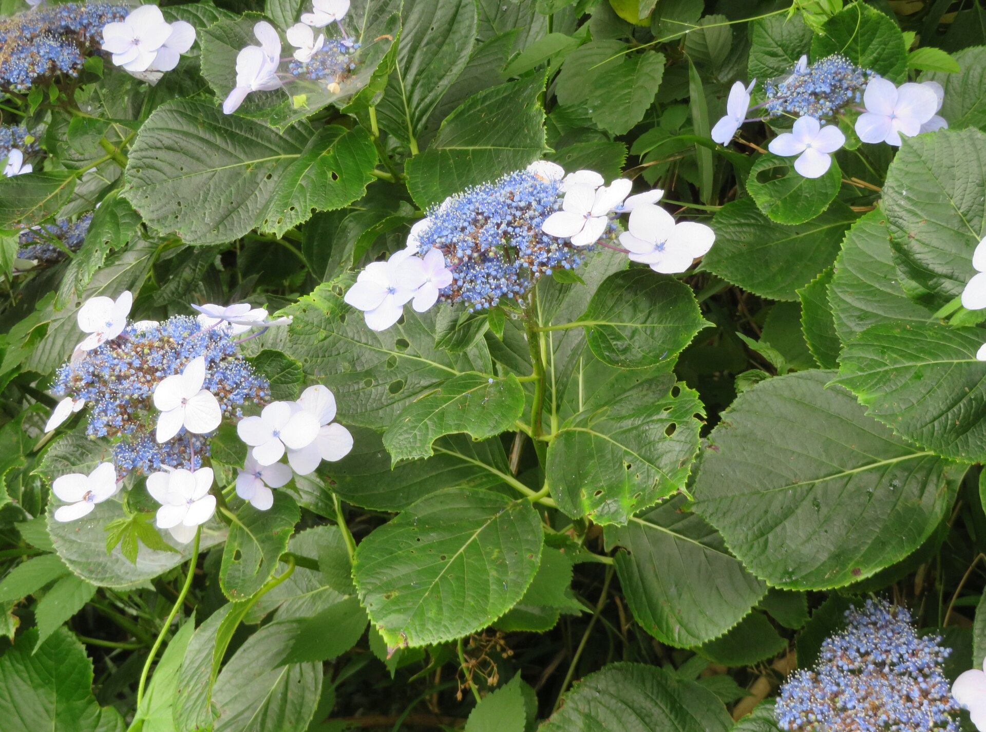 Hortensia
