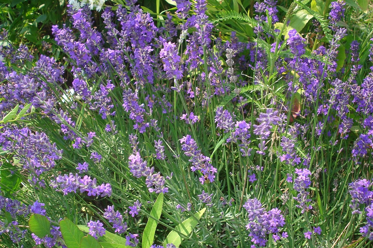 Lavanda
