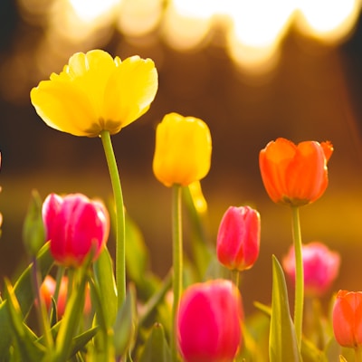 Tulipán